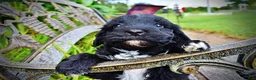 Havapoo dogs for sale: Harmony - Ad 5