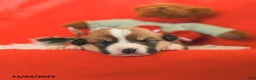 Welsh Corgi Pembroke dogs for sale: Phobe - Ad 2