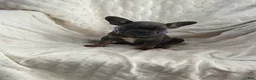 French Bulldog dogs for sale: French Bulldog Puppy 7 - Ad 3