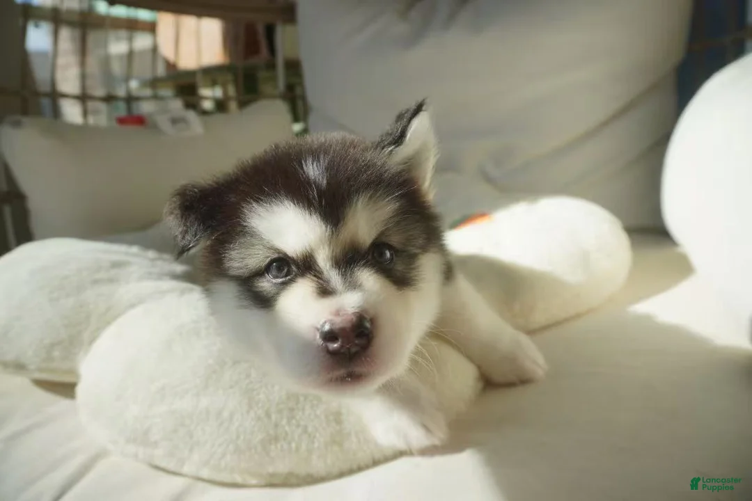 Alaskan Malamute dogs for sale: Saseme - Ad 3