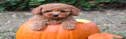 Toy Poodle dogs for sale: Caspian - Ad 18