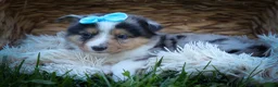Mixed Breed dogs for sale: Graham🐶 - Ad 9