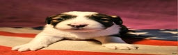 Border Collie dogs for sale: Donna - Ad 1