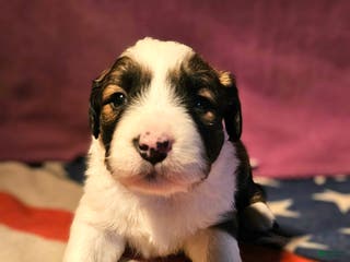Border Collie dogs Donna - Ad 21