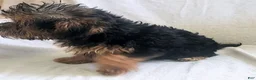 Yorkiepoo dogs for sale: Ziggy - Ad 5