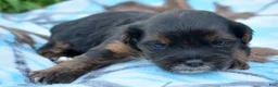 Yorkiepoo dogs for sale: Yorkiepoo Percy - Ad 6