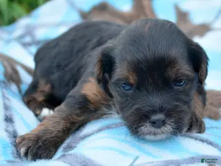 Yorkiepoo dogs Yorkiepoo Percy - Ad 12