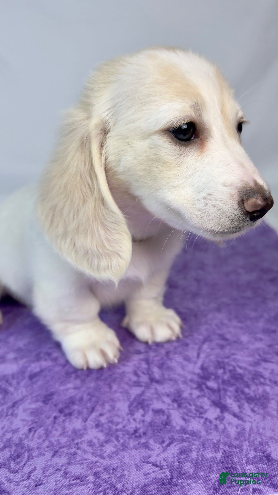 Miniature Dachshund dogs Pepperjack - Ad 1