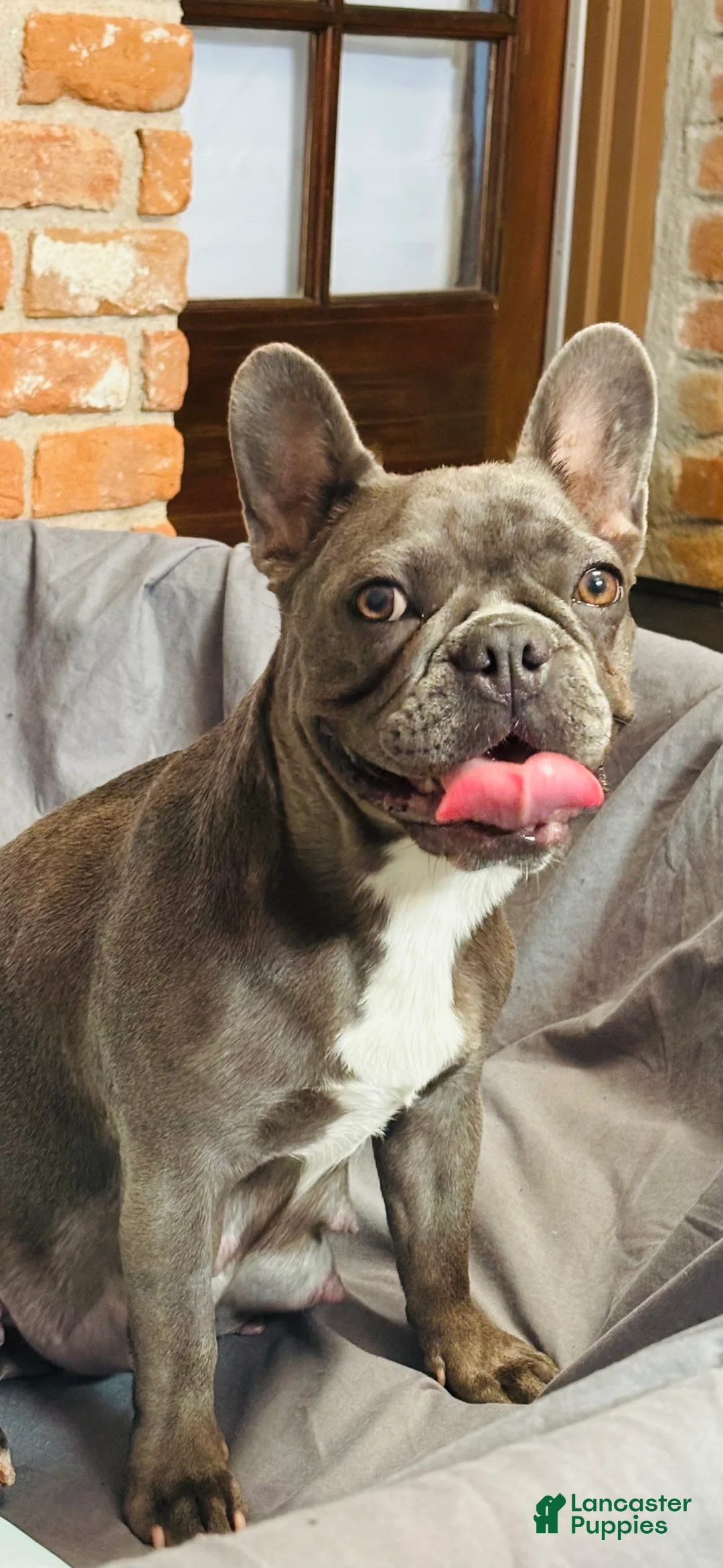French Bulldog dogs for sale: French Bulldog 8 - Ad 2