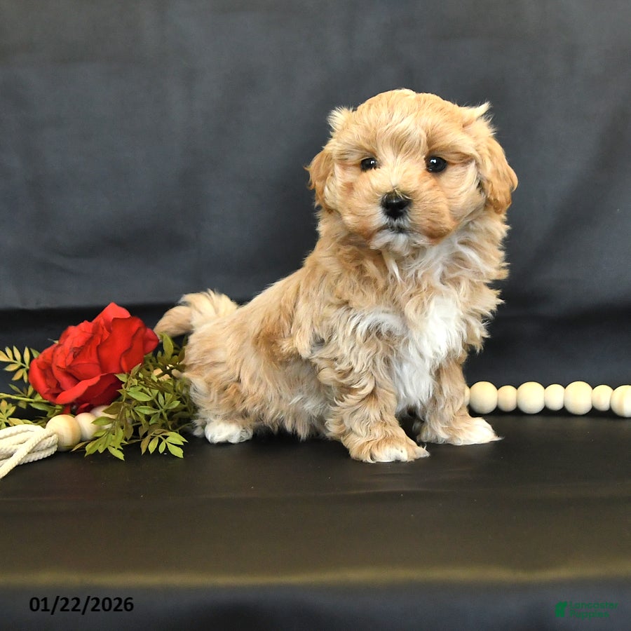 Maltipoo dogs Major - Ad 2