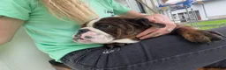 English Bulldog dogs for sale: English Bulldog 1 - Ad 6