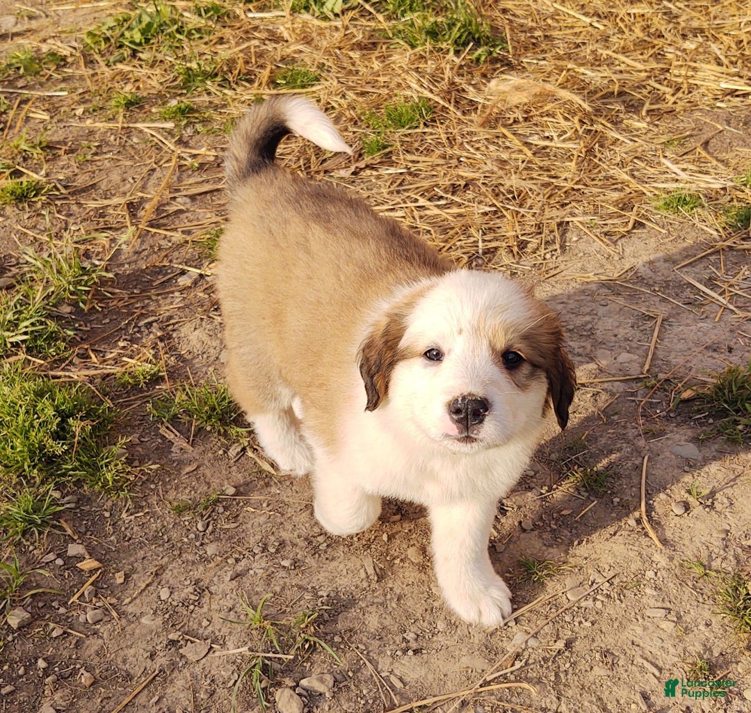 Gallery Image {{count}}