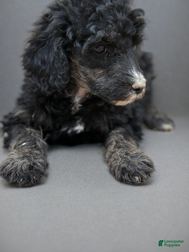 Standard Poodle dogs Standard Poodle Puppy 5 - Ad 36