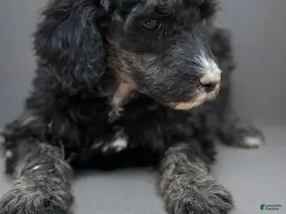 Standard Poodle dogs Standard Poodle Puppy 5 - Ad 26