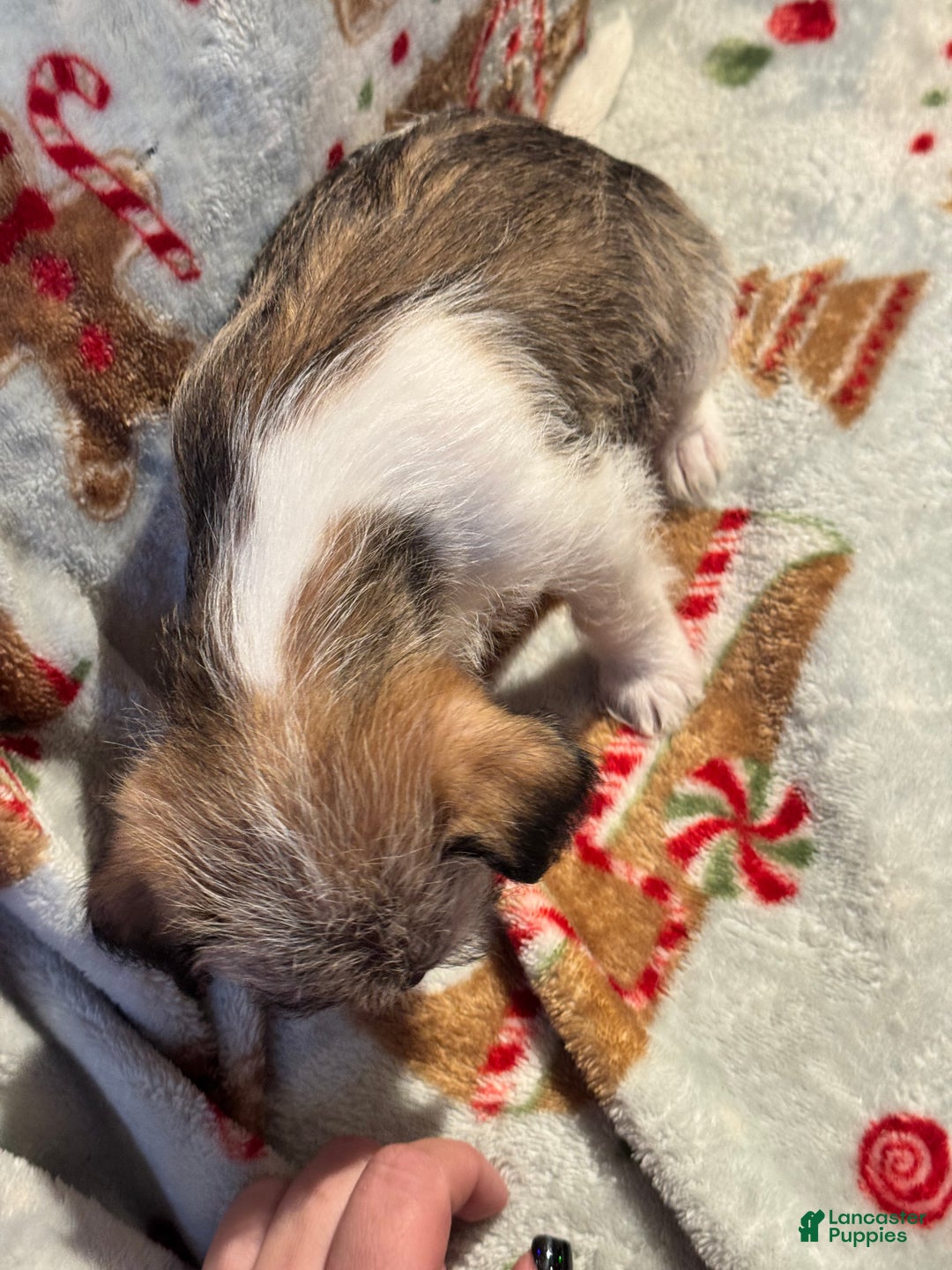 Mixed Breed dogs for sale: Rocky - Ad 6