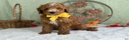 Mini Goldendoodle dogs for sale: Reeces - Ad 2