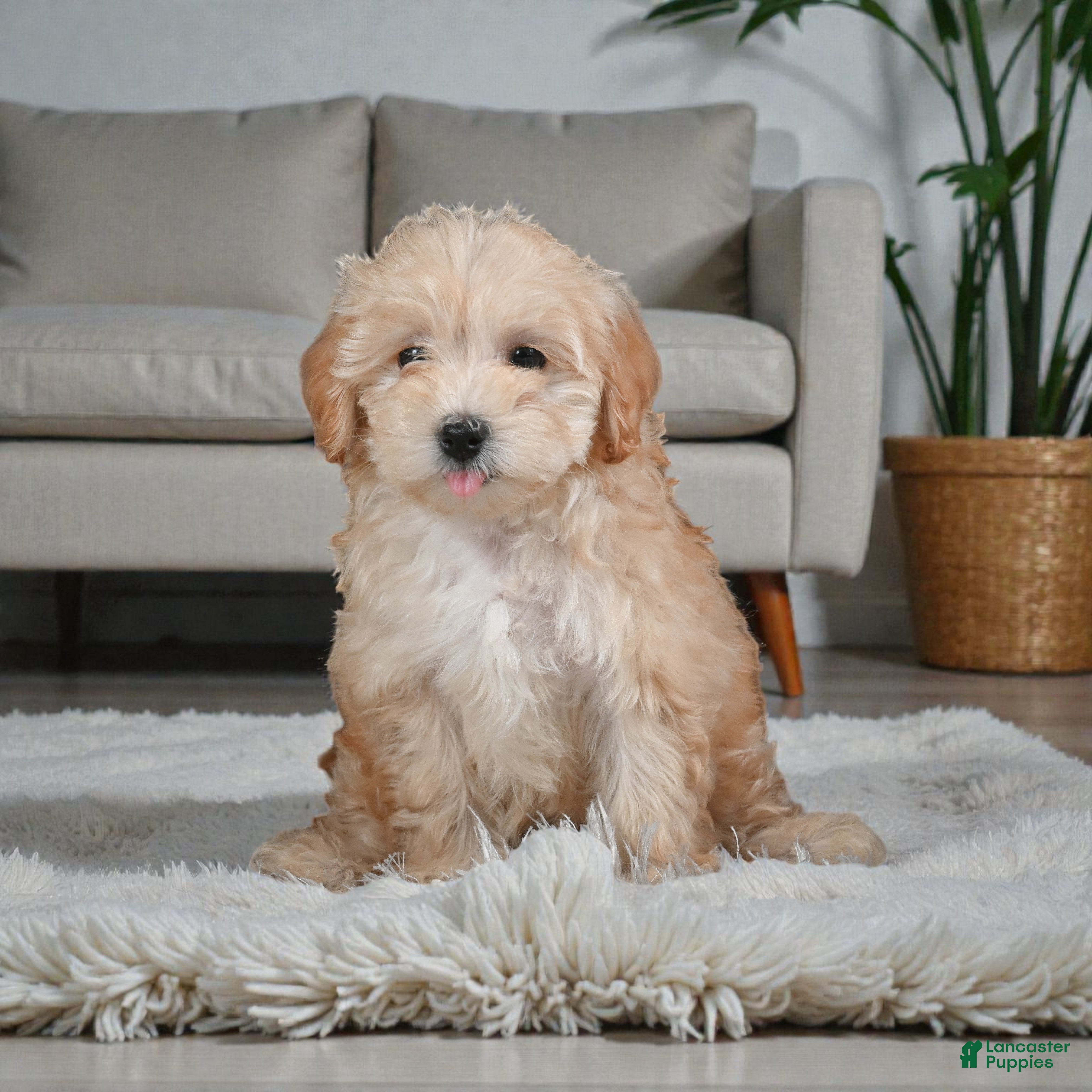 Maltipoo dogs Paris - Ad 2