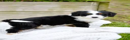 Mini Bernedoodle dogs for sale: Lilly - Ad 3