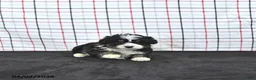 Mini Aussiedoodle dogs for sale: Wendy  EXRTA SMALL - Ad 4