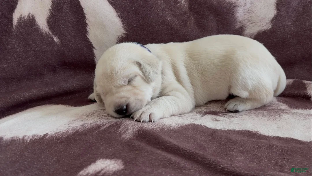 Labrador Retriever dogs for sale: Oliver - Ad 1