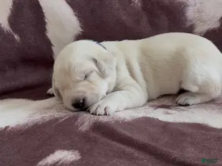 Labrador Retriever dogs for sale: Oliver - Ad 2