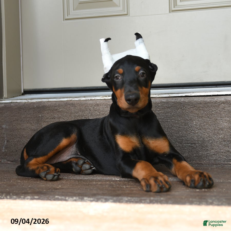 Doberman Pinscher dogs Darla - Ad 2