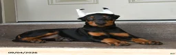 Doberman Pinscher dogs for sale: Darla - Ad 2