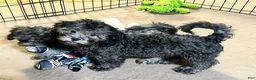 Shihpoo dogs for sale: Shihpoo 3 - Ad 5
