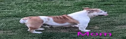 English Bulldog dogs for sale: AKC Daisy  - Ad 9