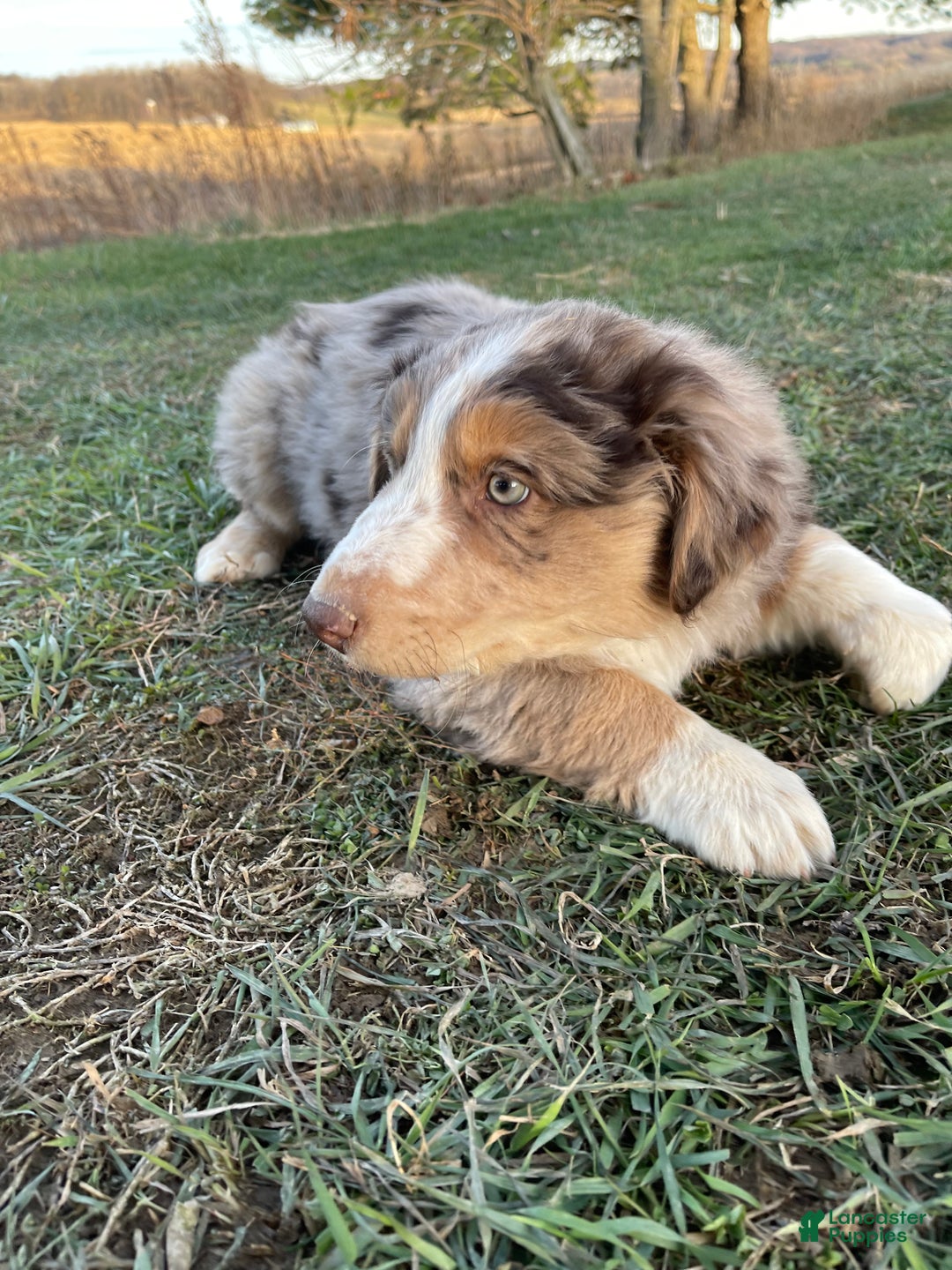 Australian Shepherd dogs for sale: Percy - Ad 19