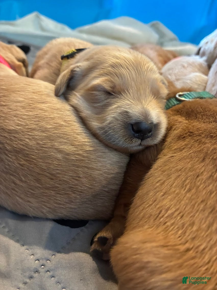 Golden Retriever dogs for sale: 3# Goose - Ad 8