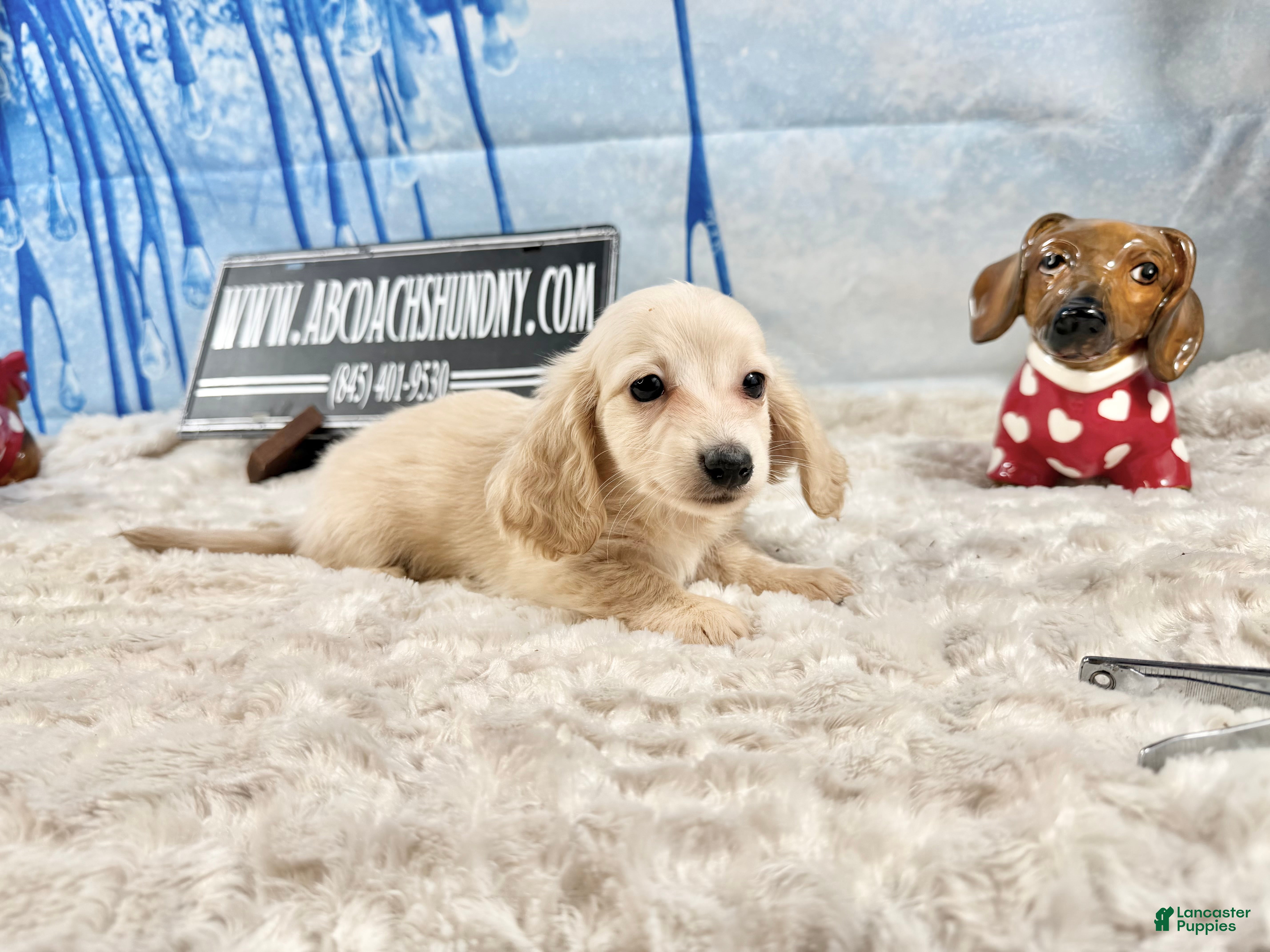 Miniature Dachshund dogs ee cream - Ad 9