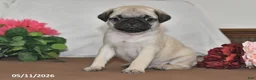 Pug dogs for sale: Shadow - Ad 4