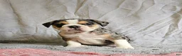 Mixed Breed dogs for sale: Exotic Merle Freelance Bulldog - Ad 8
