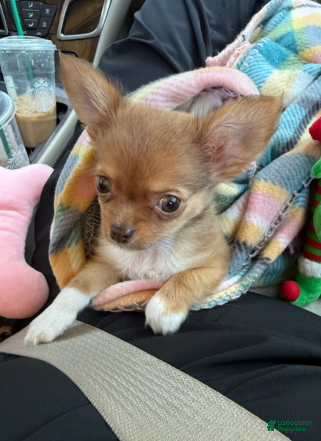 Chihuahua dogs for sale: Chihuahua Boy - Ad 1
