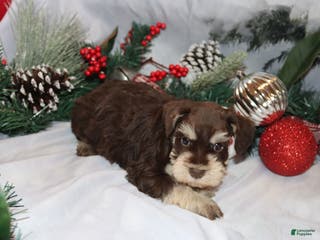 Miniature Schnauzer dogs stella - Ad 32