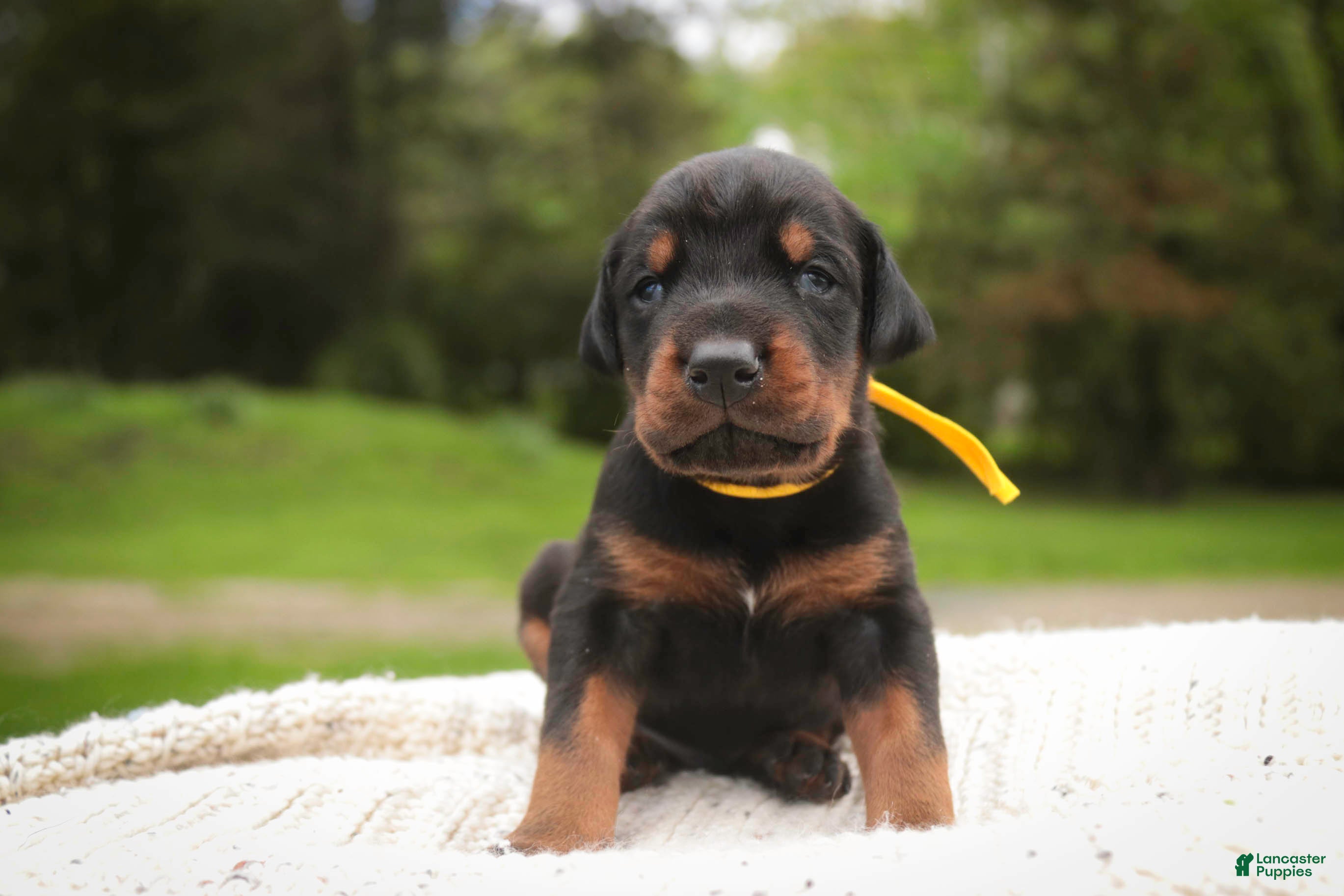 Doberman Pinscher dogs Leopold - Ad 2