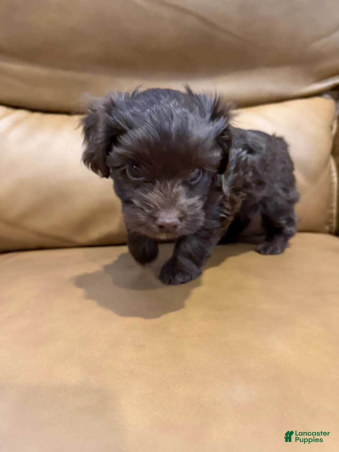 Yorkiepoo dogs for sale: COCOA - Ad 2