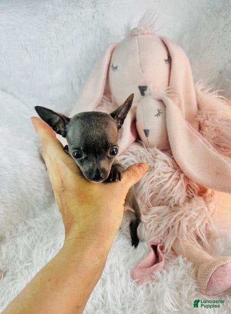 Chihuahua dogs Chihuahua 1 - Ad 2