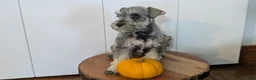 Miniature Schnauzer dogs for sale: Clover - Ad 6