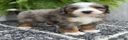 Mini Bernedoodle dogs for sale: Mini Knox - Ad 4