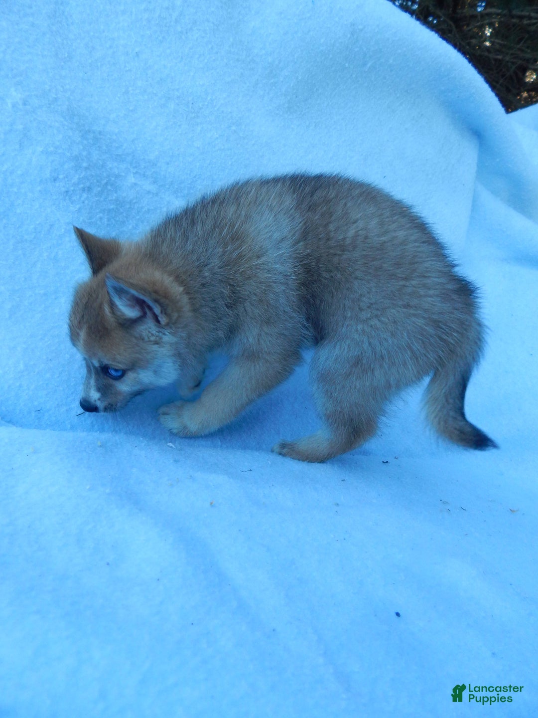 Pomsky dogs for sale: Jack - Ad 8