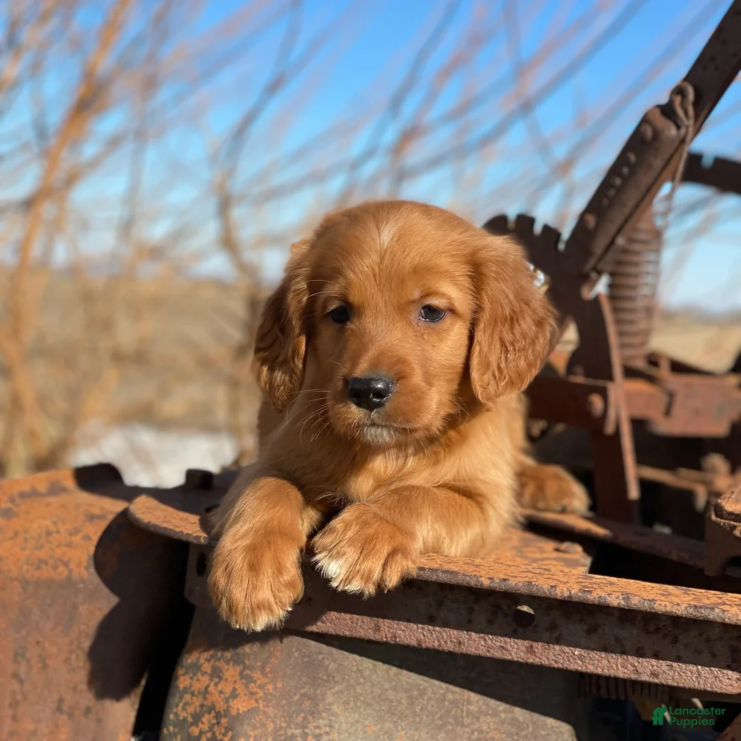 Mixed Breed dogs for sale: Ranger - Ad 1