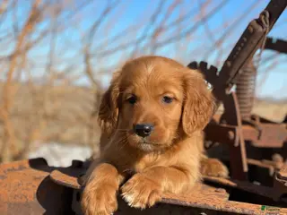 Mixed Breed dogs Ranger - Ad 25