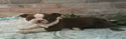 Boston Terrier dogs for sale: Cypress - Ad 2