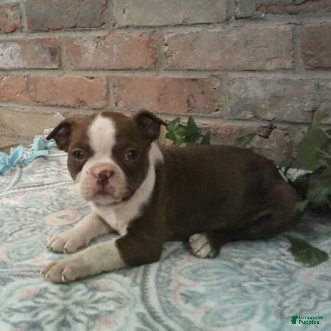 Boston Terrier dogs for sale: Cypress - Ad 2