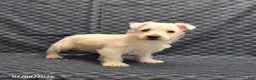 West Highland Terrier dogs for sale: Kevin - Ad 3