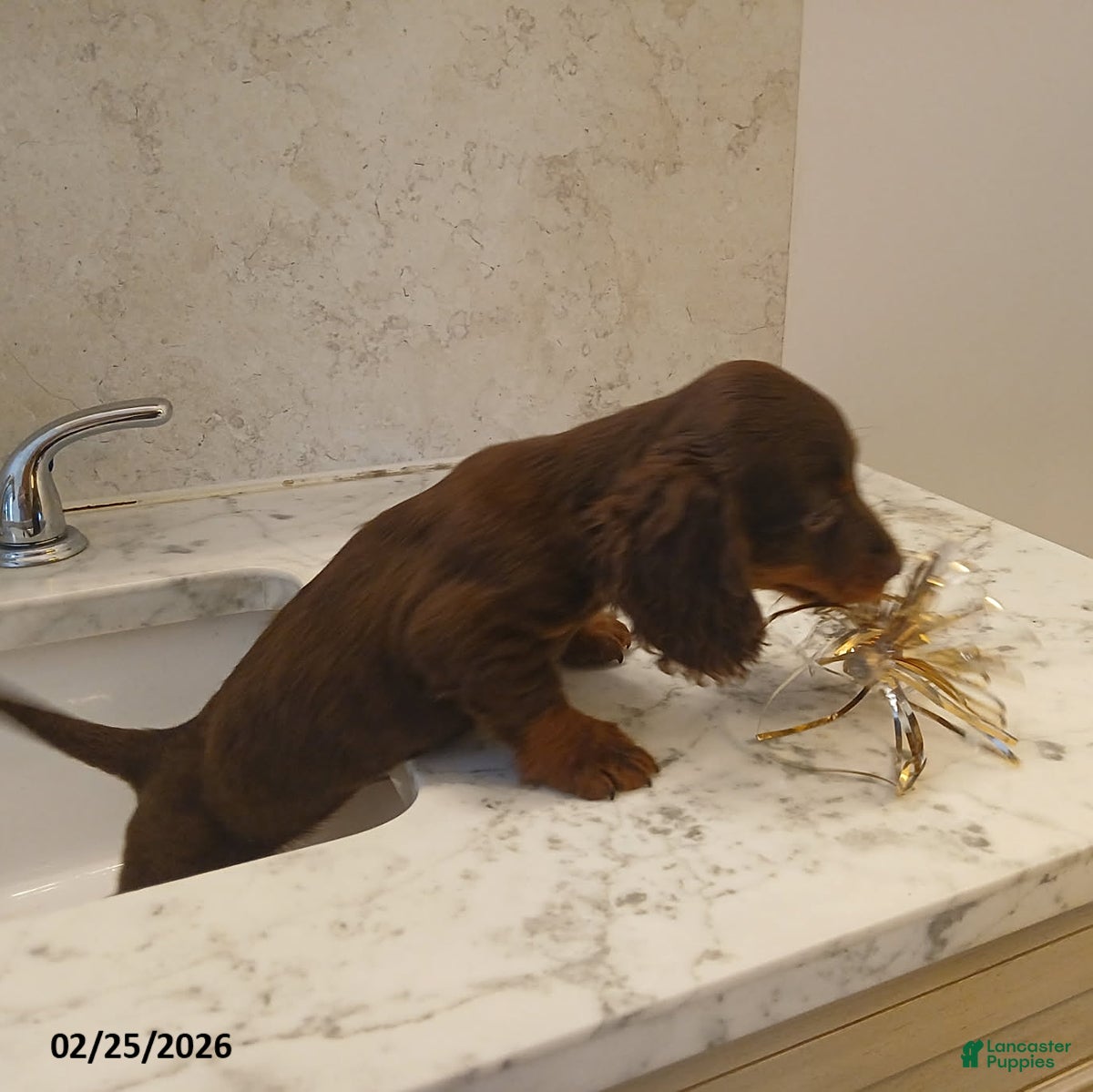 Miniature Dachshund dogs Hershey EXTRA SMALL - Ad 2