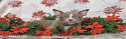 Frenchton dogs for sale: Joy - Ad 7
