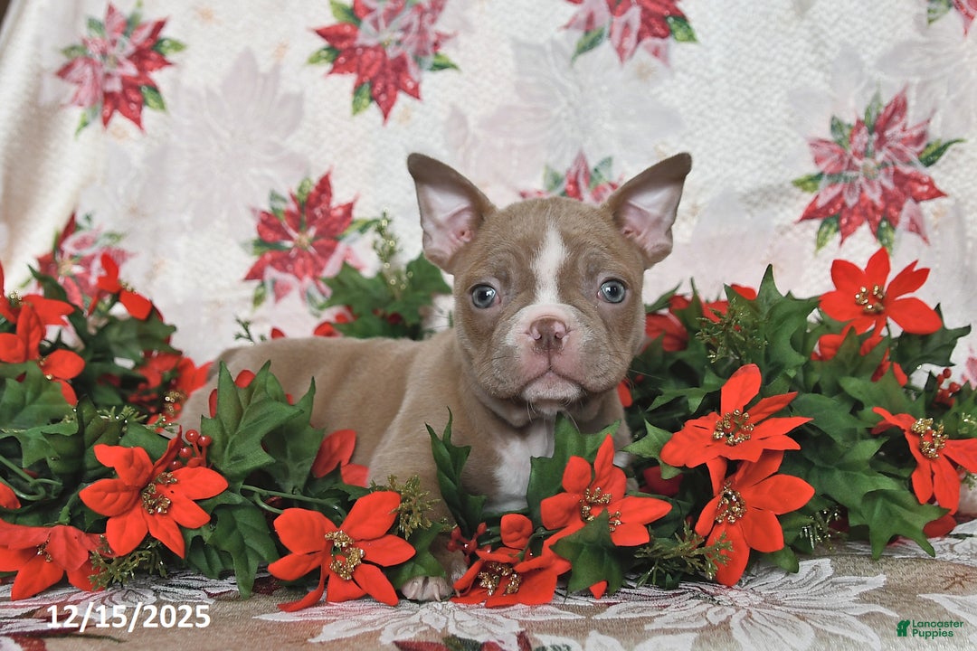 Frenchton dogs for sale: Joy - Ad 7